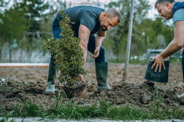 How Our Tree Care Process Works  in  North New Hyde Park, NY