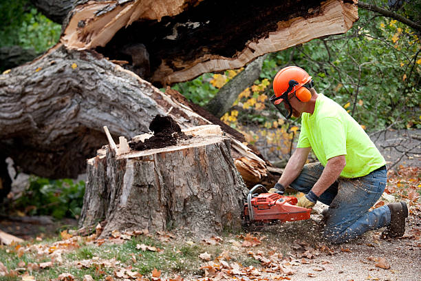 Professional Tree Services in North New Hyde Park, NY